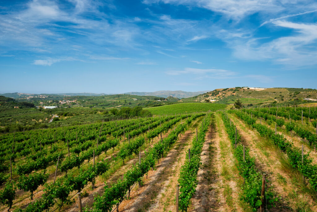 ruta del vino